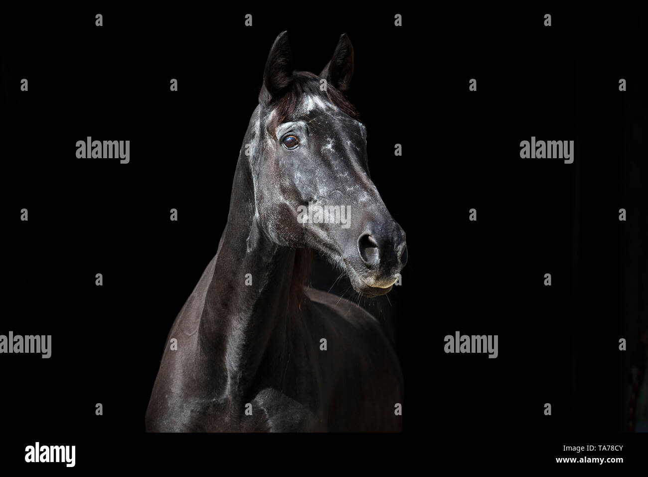 Trakehner. Portrait of a senior black mare, seen against a black