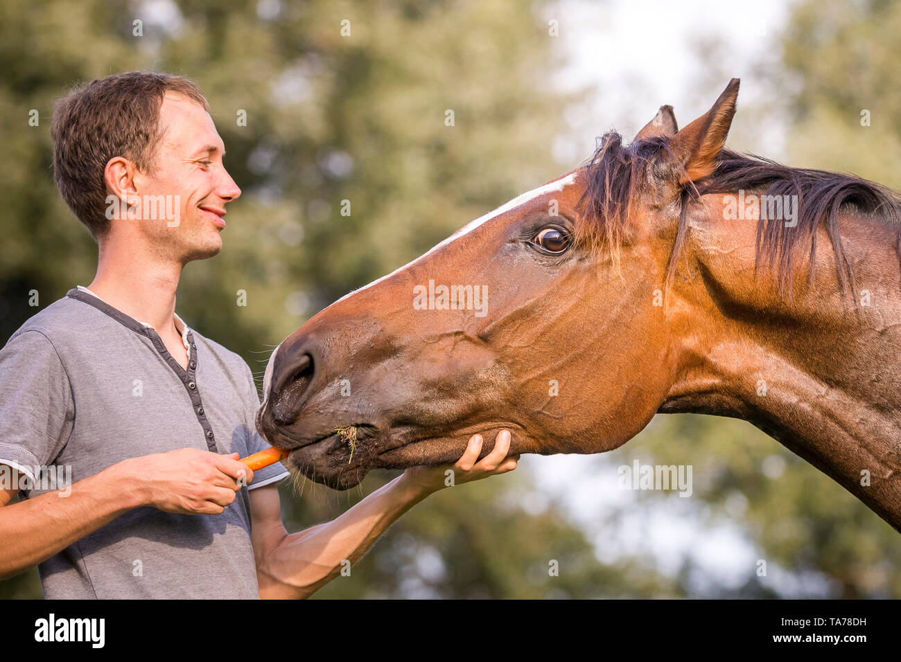 Trakehner. Man feeding chestnut mare with a carrot. Germany Trakehner Flightfever, Dassow Stock Photo