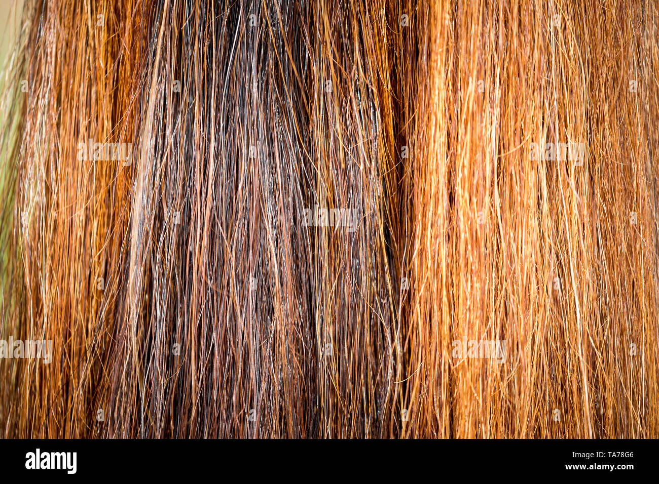 Domestic Horse. Close up of tail of chestnut horse. Germany Stock Photo