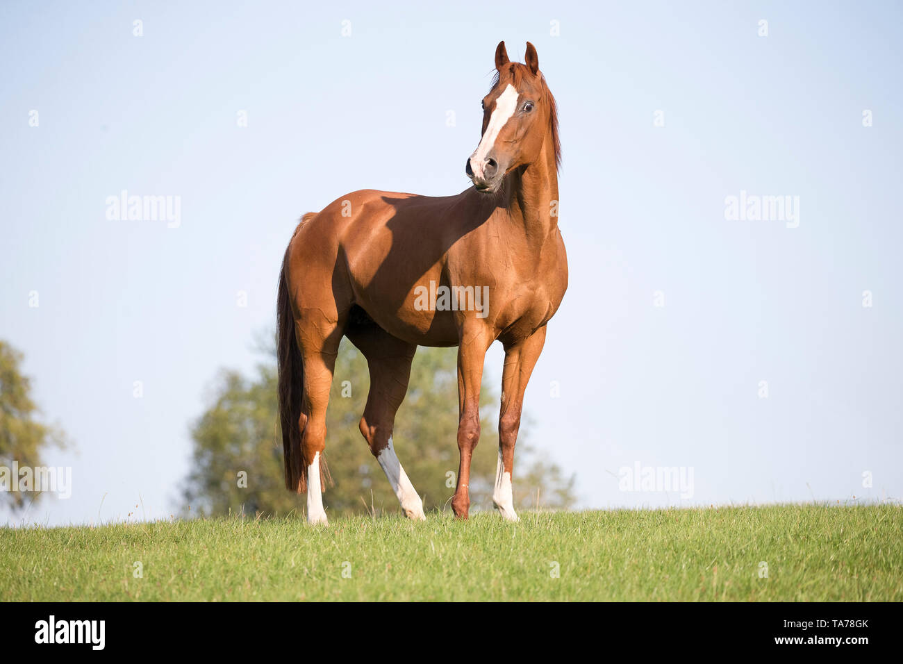 American Quarter Horse. Chestnut mare standing on a pasture. Germany Stock Photo