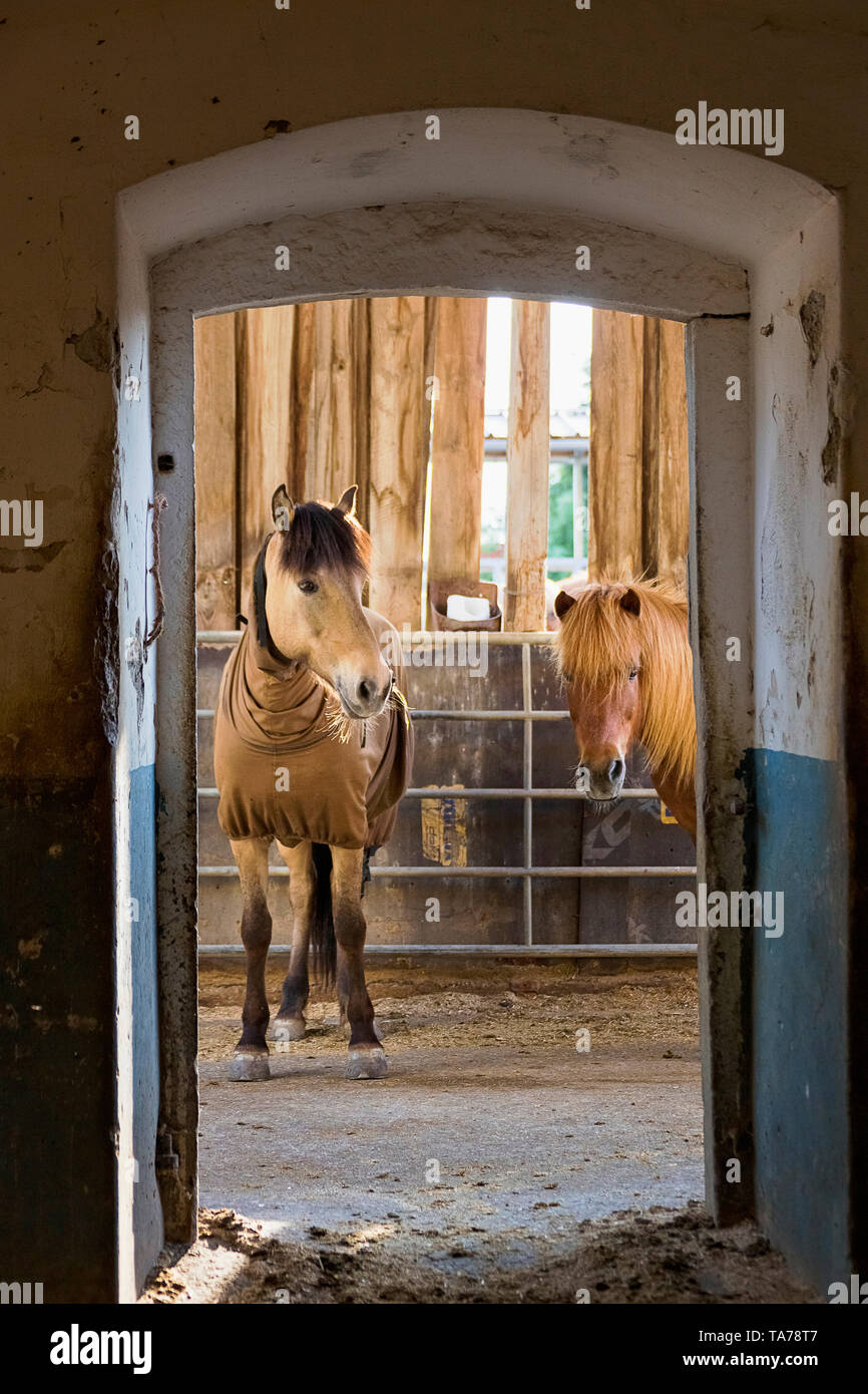 Icelandic Horses in an open stable. Austria Stock Photo