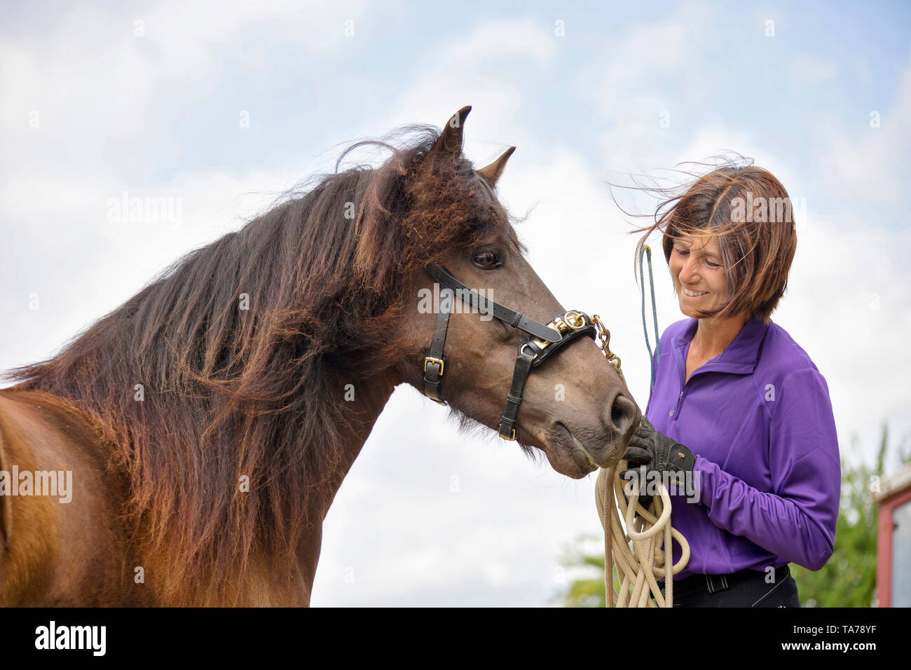 Icelandic Horse. Trainer patting a horse after lungeing. Austria Stock Photo