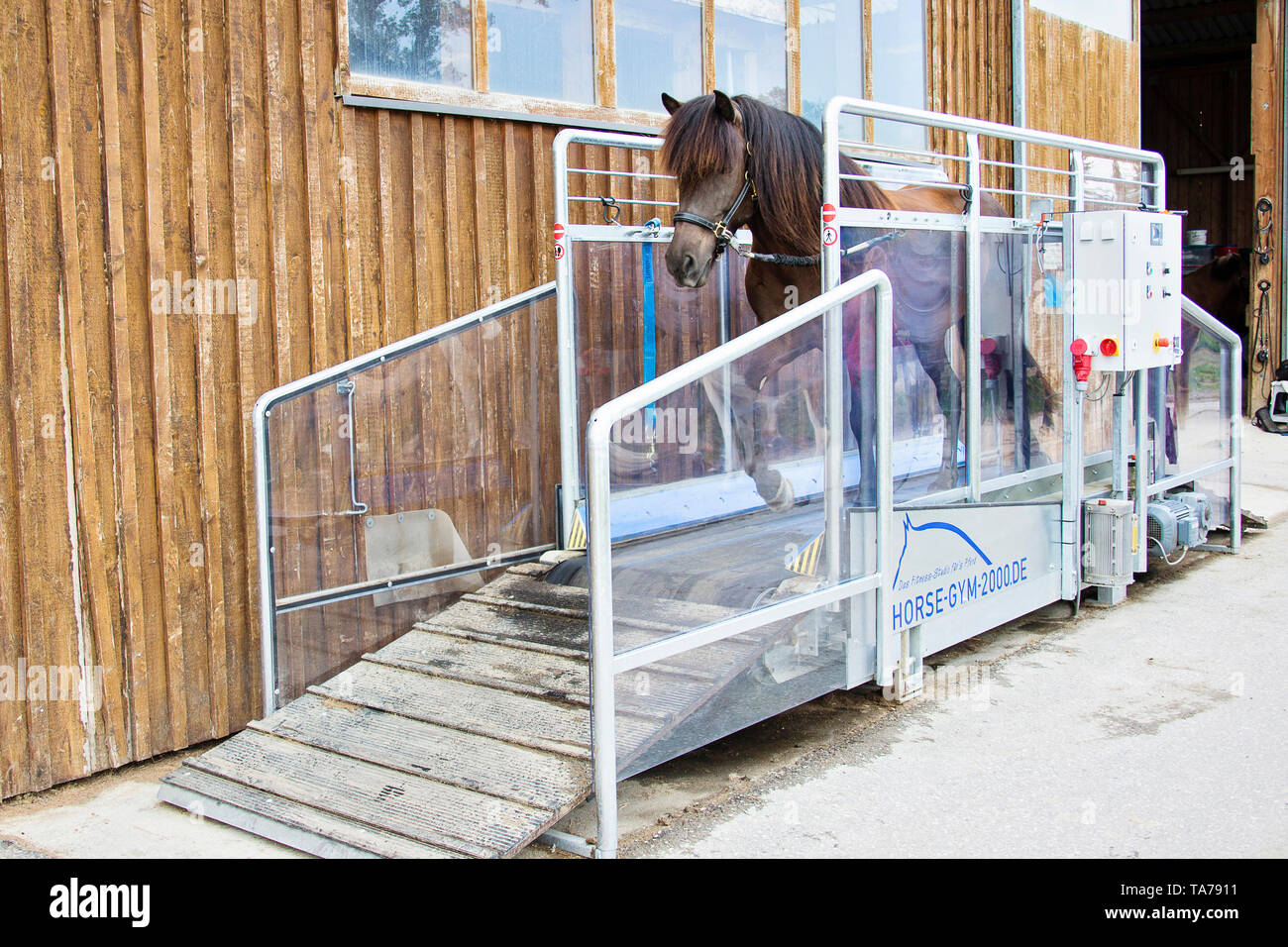 Icelandic Horse. Bay stallion walking in a treadmill. Austria Stock Photo