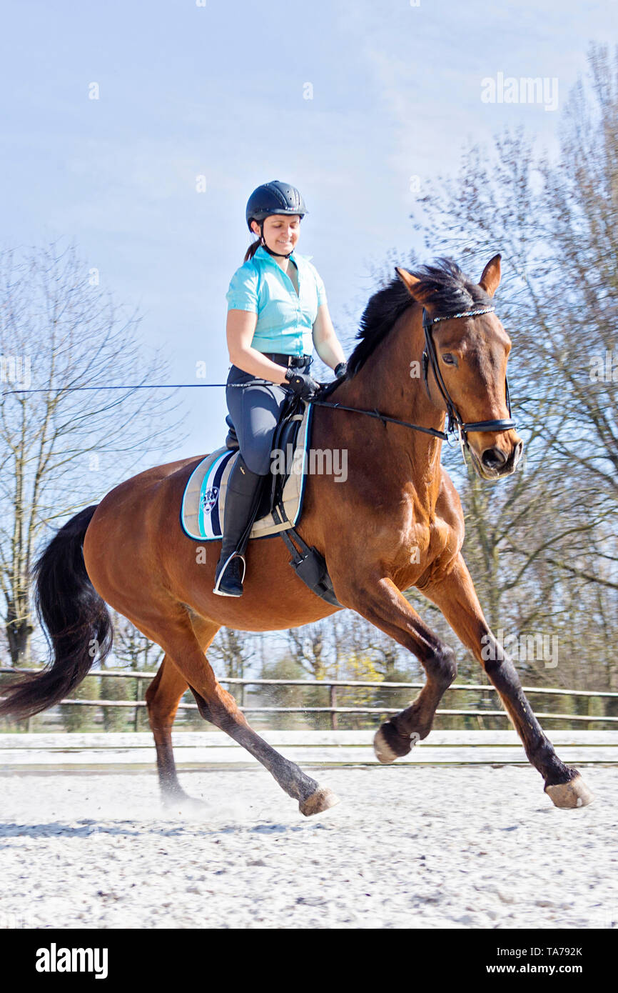 Bavarian Warmblood. Rider with bay mare galloping on snow. Germany