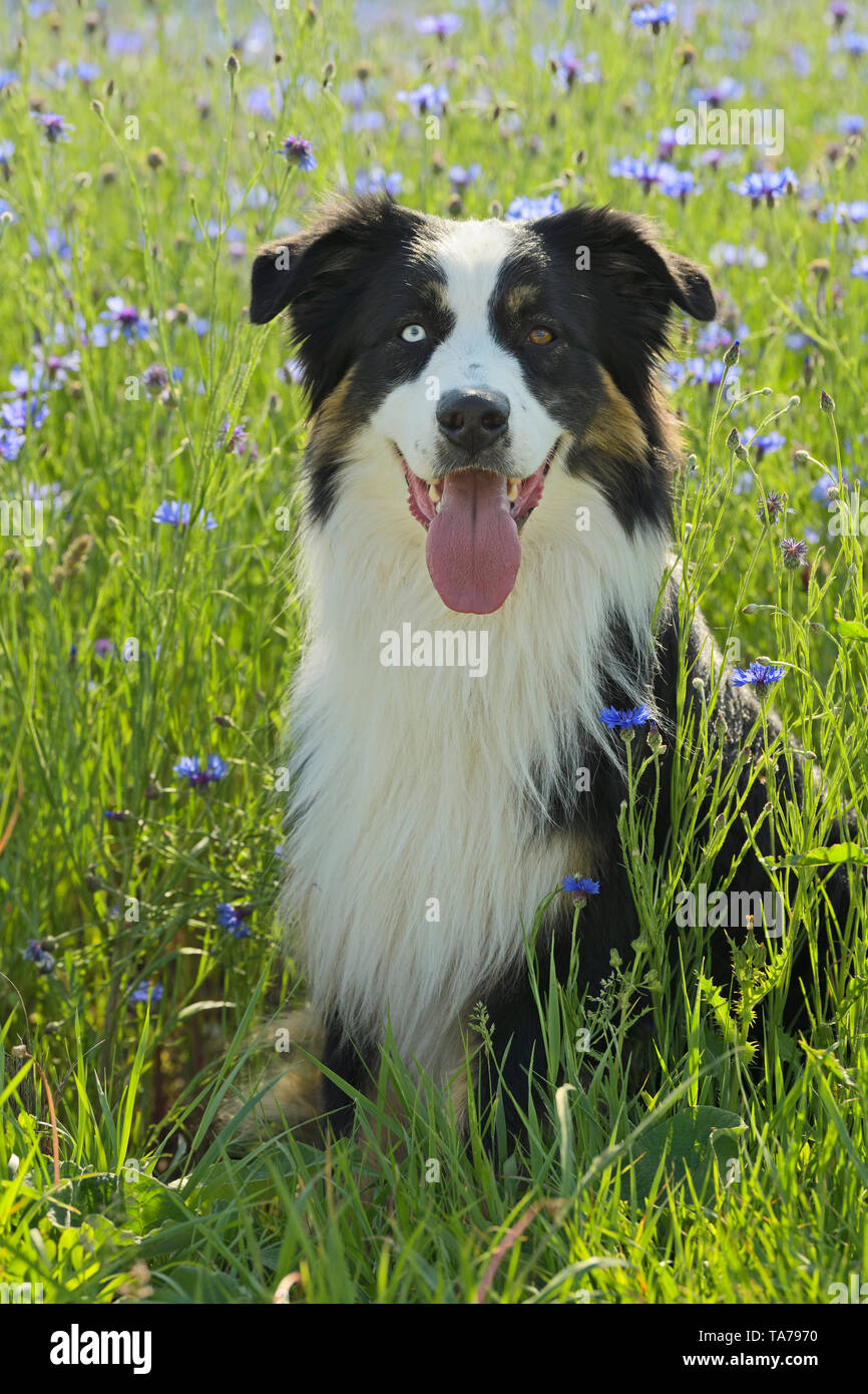 Australian Shepherd. Adult dog with eyes of different color sitting in a meadow with flowering cornflowers. Germany Stock Photo