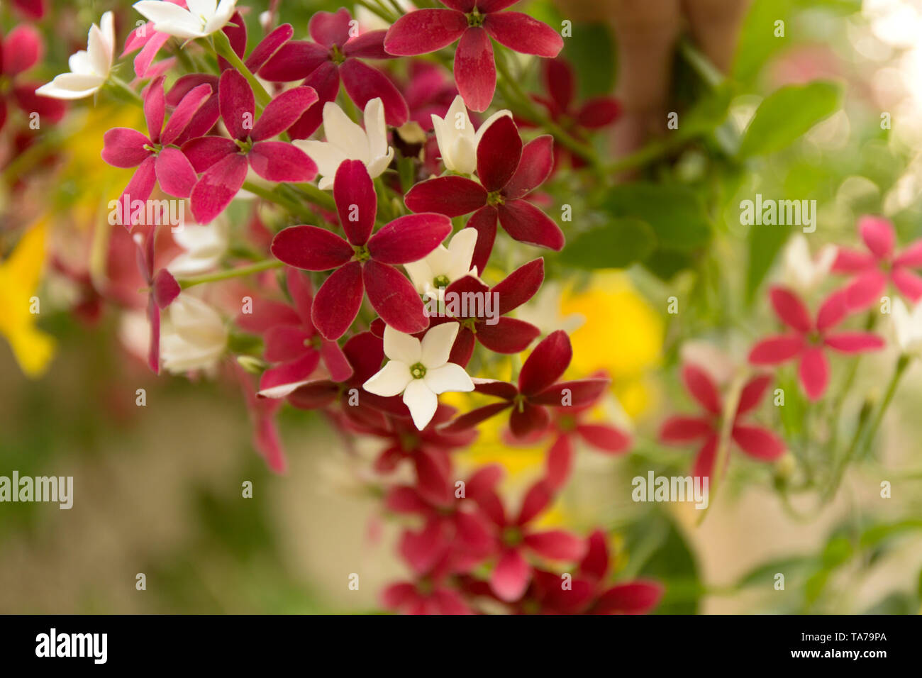 Combretum indicum. Chinese honeysuckle flower on blur background. Tropical Rangoon creeper wine and white flowers. Stock Photo