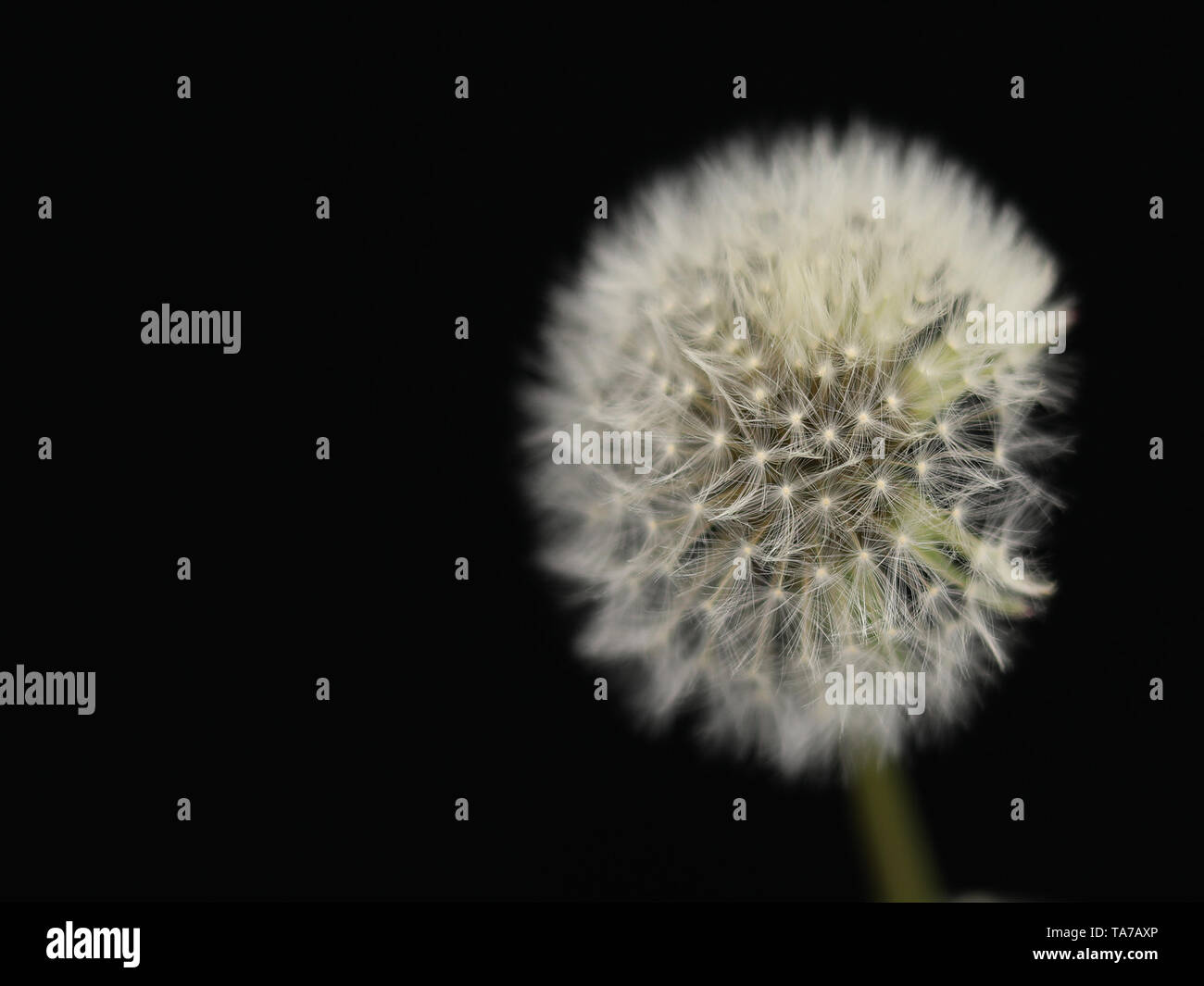 Dandelion Stock Photo