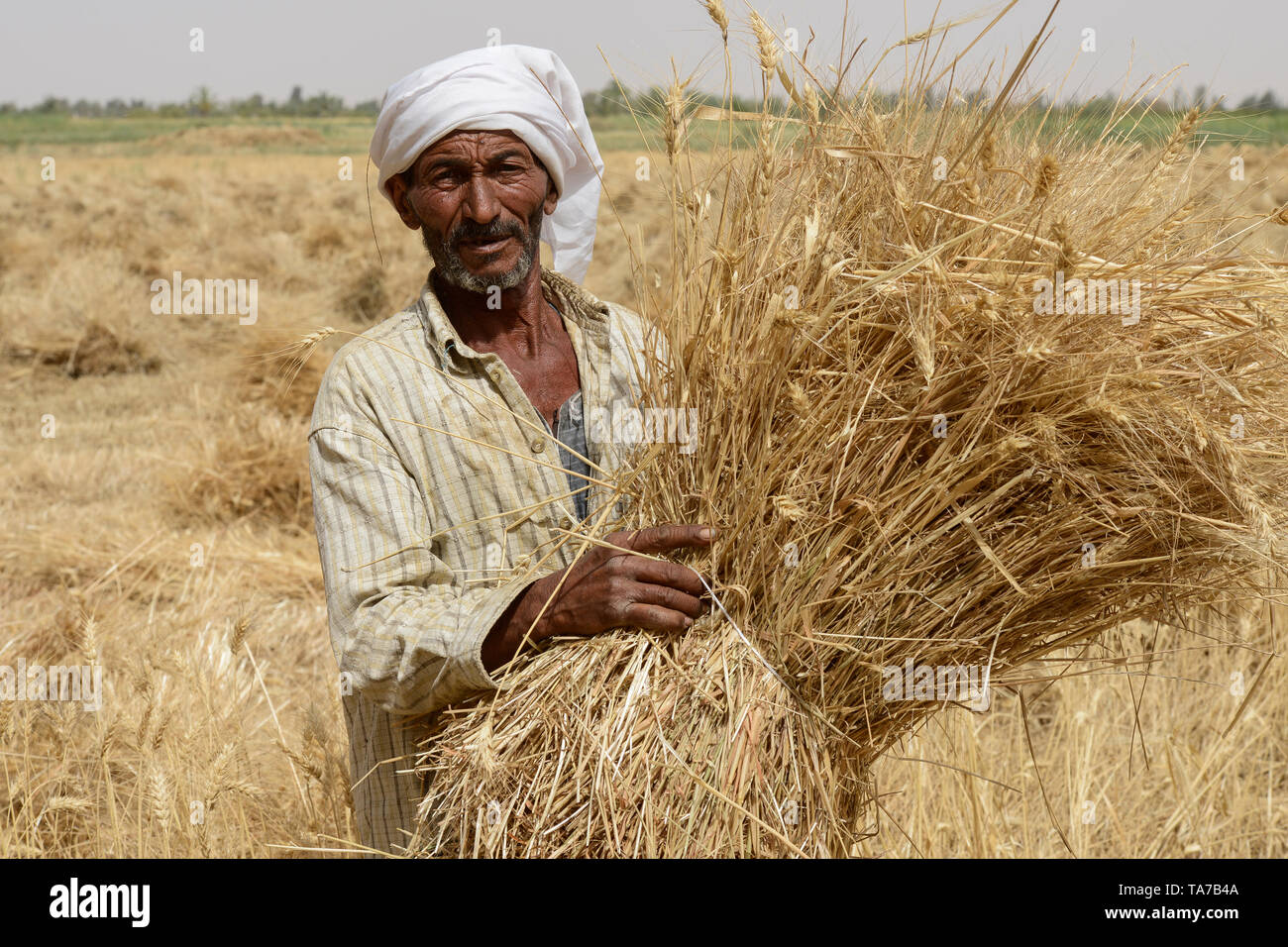 EGYPT, Oasis Farafra, desert farming, small scale farmer harvest wheat