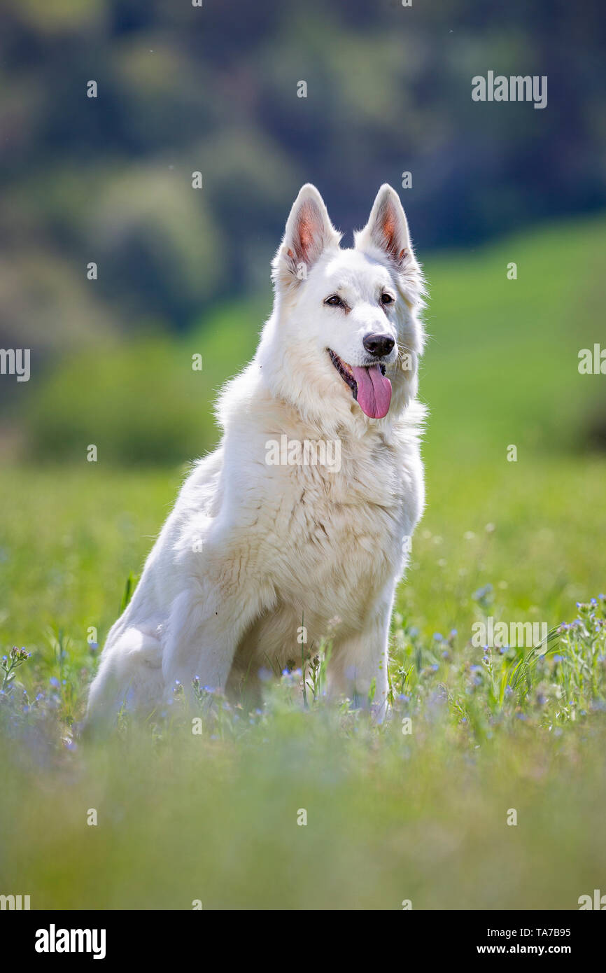 Berger Blanc Suisse, White Swiss Shepherd Dog. Adult sitting on a meadow. Germany Stock Photo