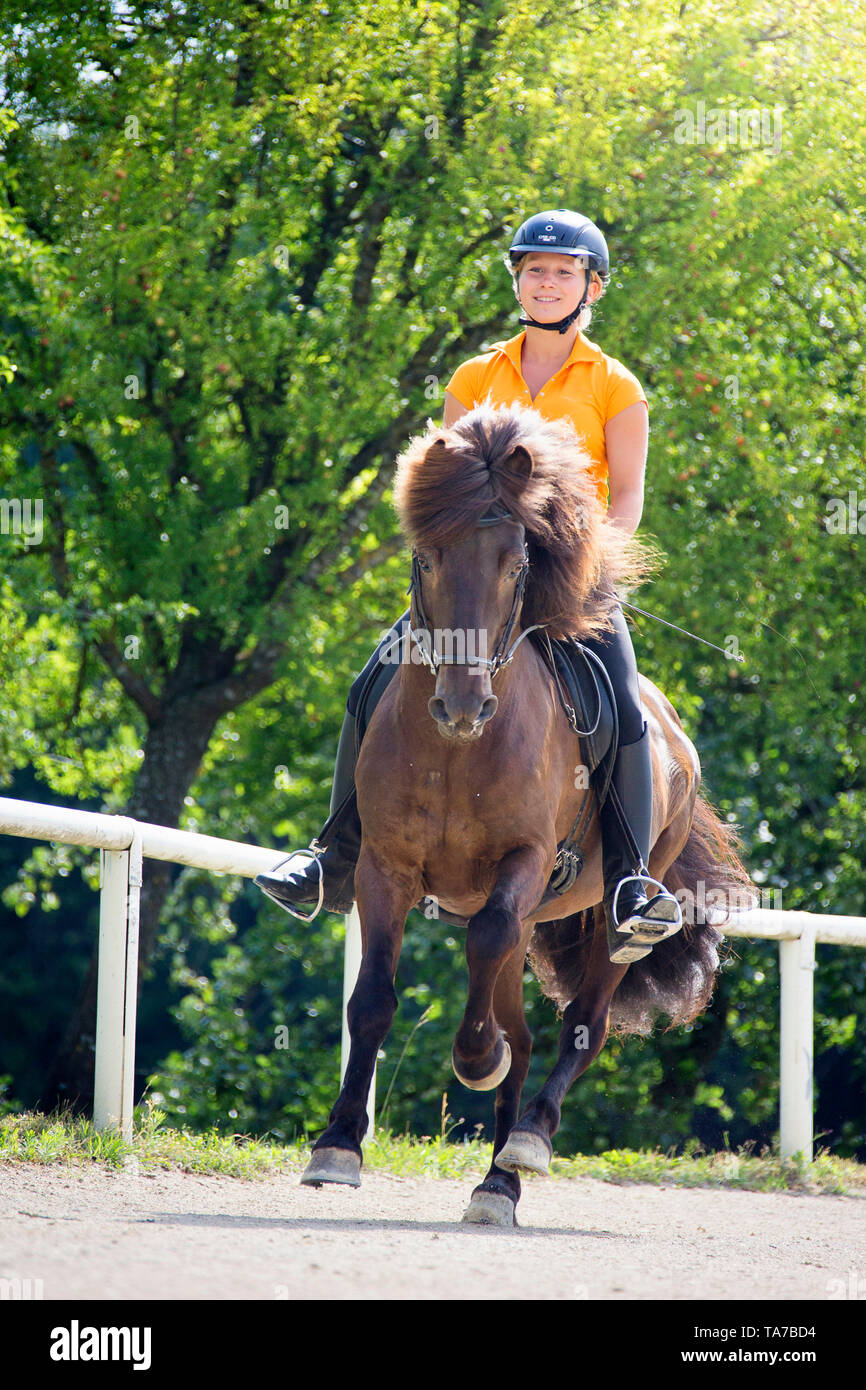 Icelandic Horse. Rider galloping with bay stallion. Austria Stock Photo
