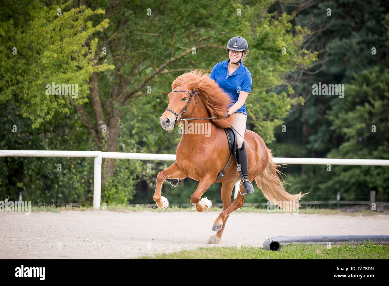 Icelandic Horse. Rider galloping with chestnut mare. Austria Stock Photo