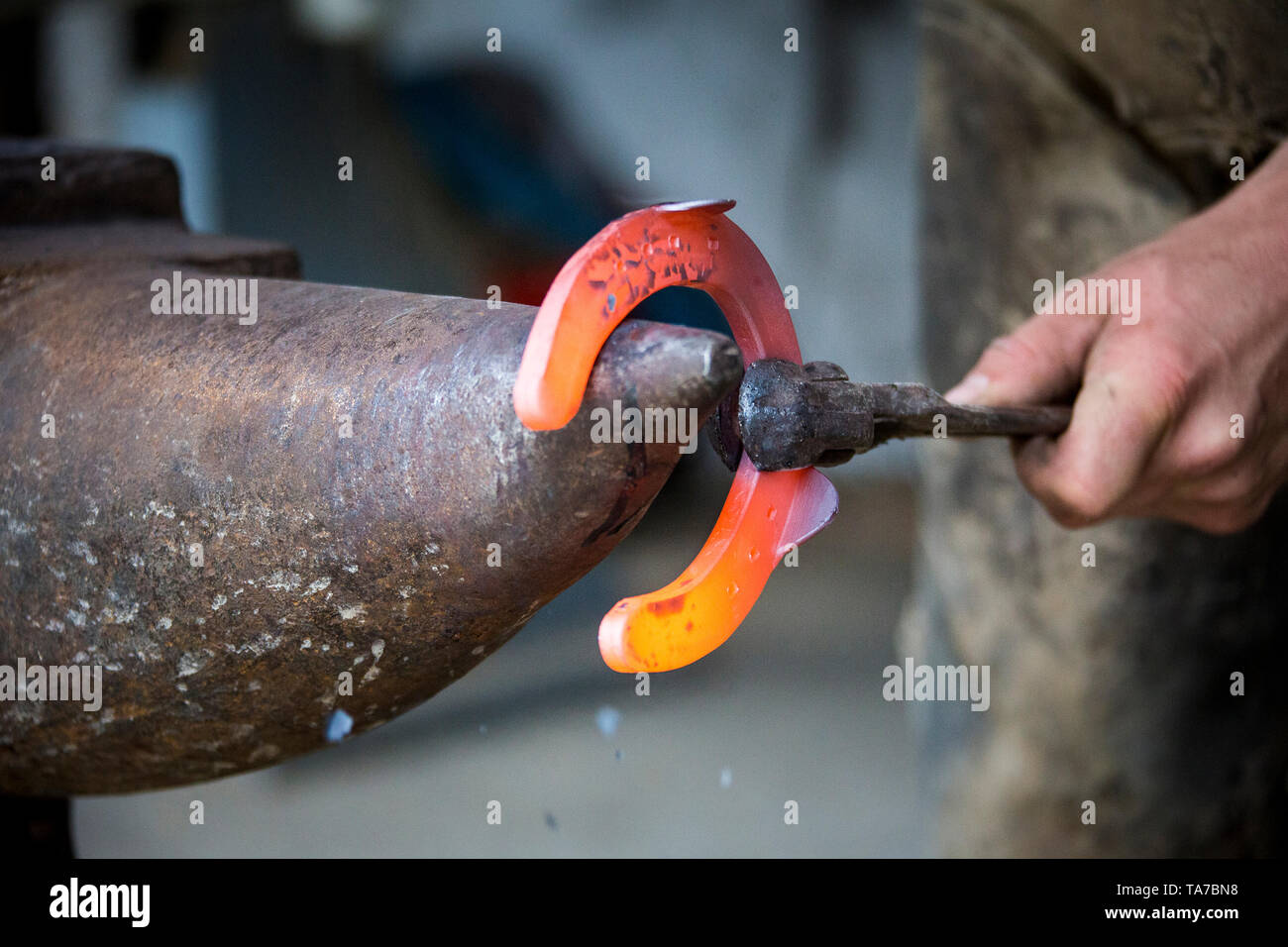 Farrier bending a red-hot horseshoe in the desired shape. Austria Stock Photo
