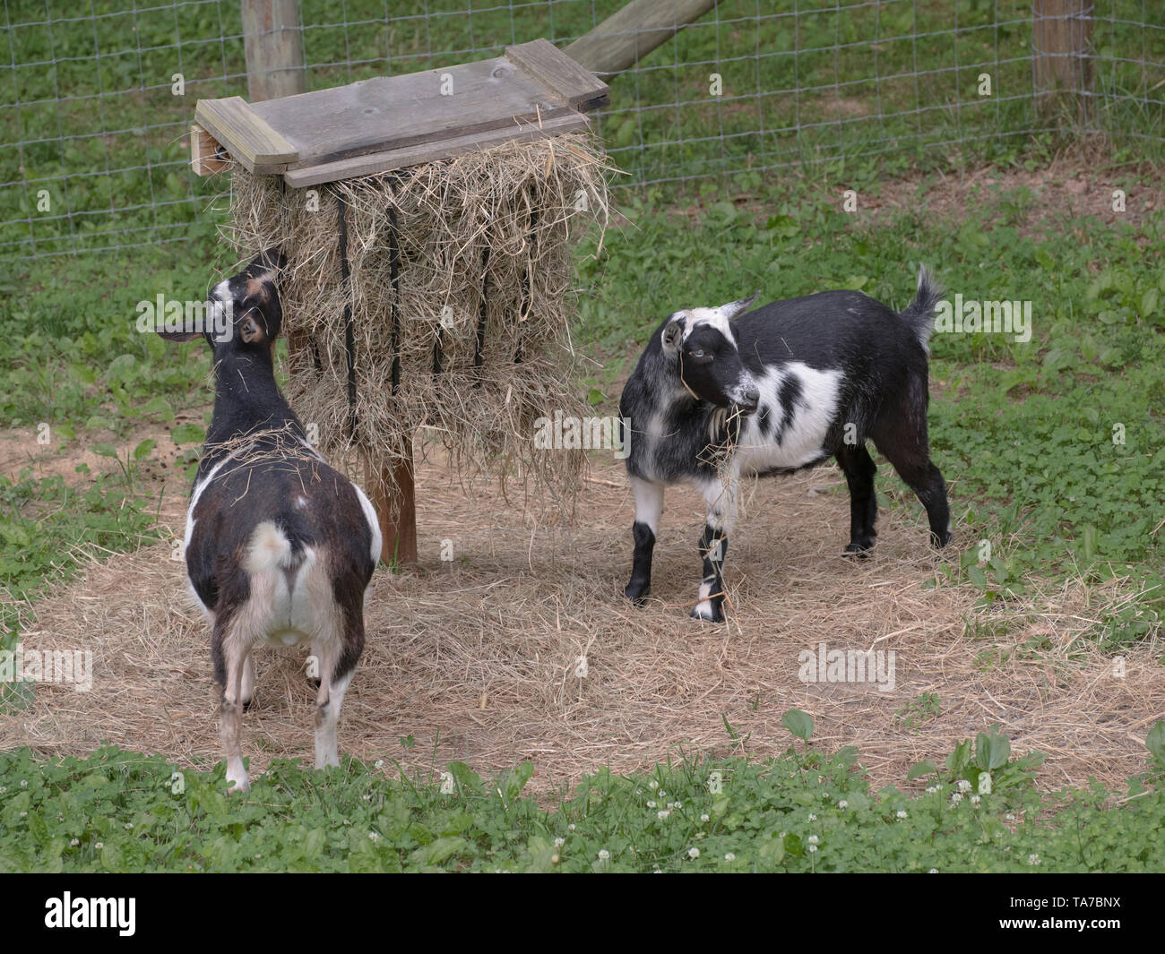 Nigerian Dwarf Goats Stock Photos Nigerian Dwarf Goats Stock