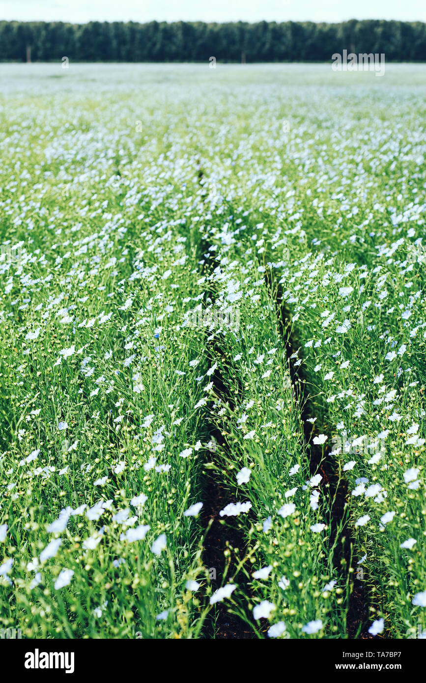 Natural landscape large green field hi-res stock photography and images ...