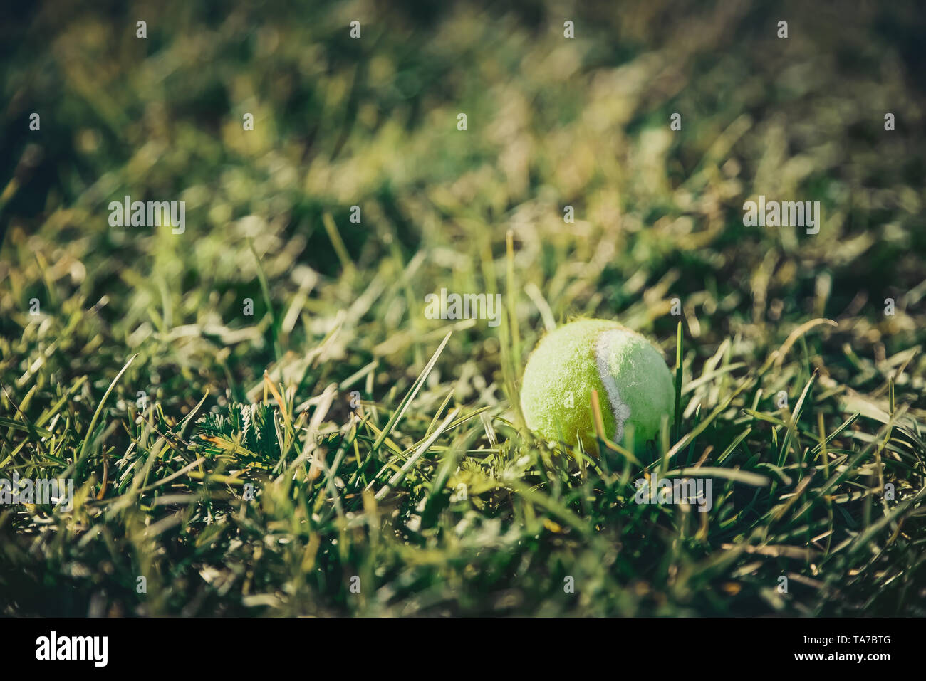 Tennis ball lies in green grass Summer background. Outdoor summer games concept Stock Photo