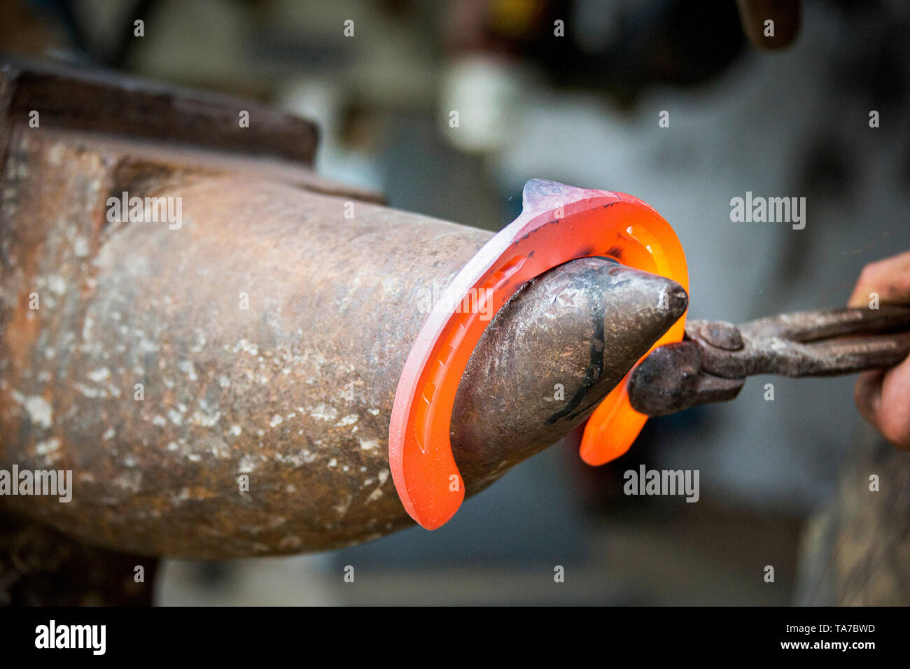 Farrier bending a red-hot horseshoe in the desired shape. Austria Stock Photo