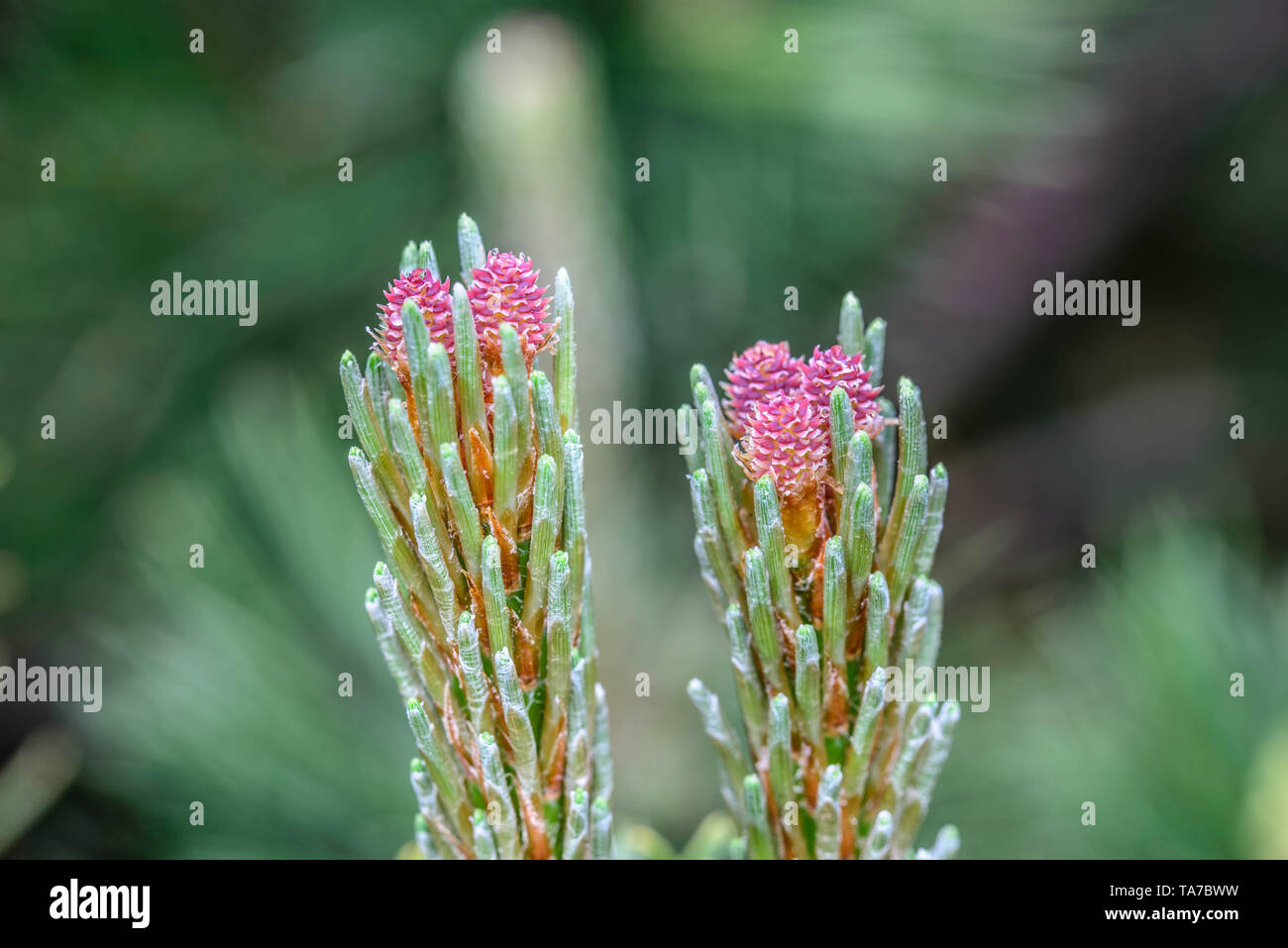 pinus mugo female flowers macro Stock Photo