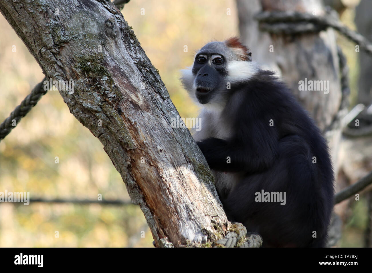 Allwetterzoo Münster Germany, Deutschland Tierpark Stock Photo - Alamy