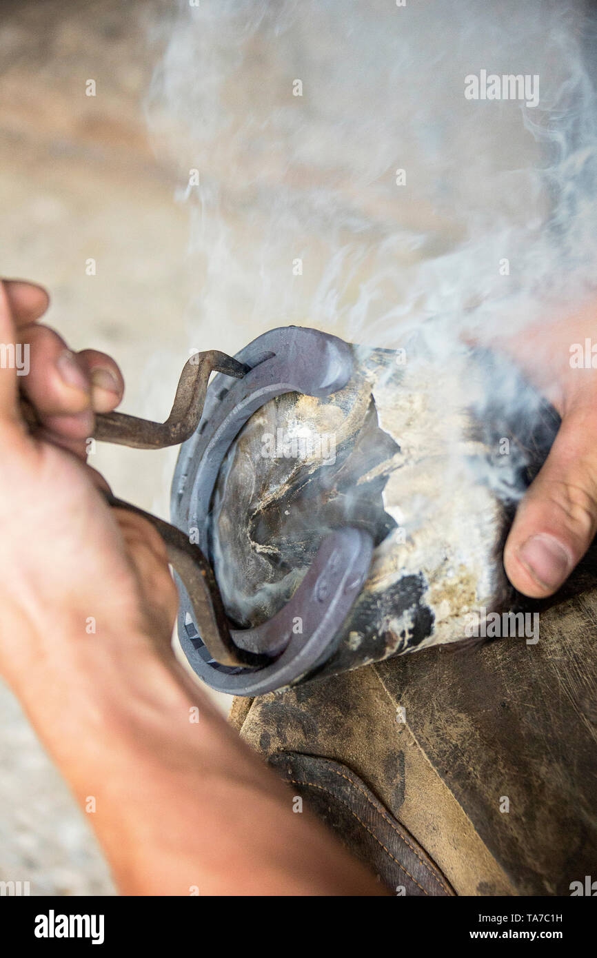 Farrier fitting a horsehoe. Austria Stock Photo