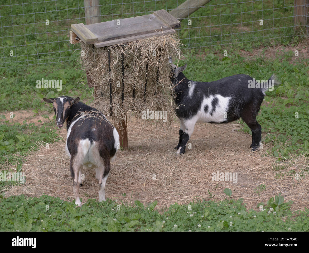 Nigerian Dwarf goats at hay feeder eating hay. Backyard small farm pets