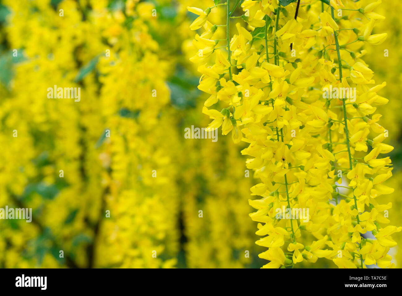 yellow laburnum anagyroides,common laburnum, golden chain or golden rain flowers closeup Stock Photo