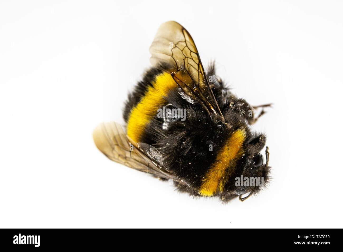 Dead Bumblebee Bee Insect on White Background Stock Photo