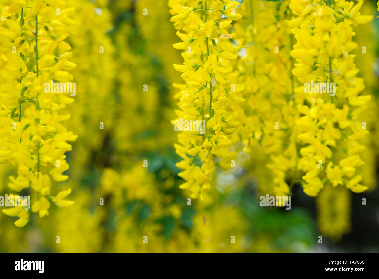 yellow laburnum anagyroides,common laburnum, golden chain or golden rain flowers closeup Stock Photo
