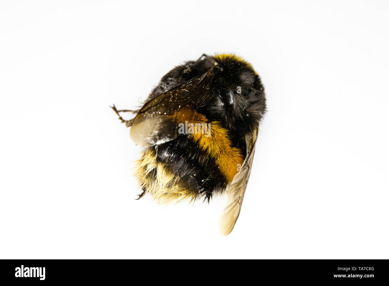 Dead Bumblebee Bee Insect on White Background Stock Photo
