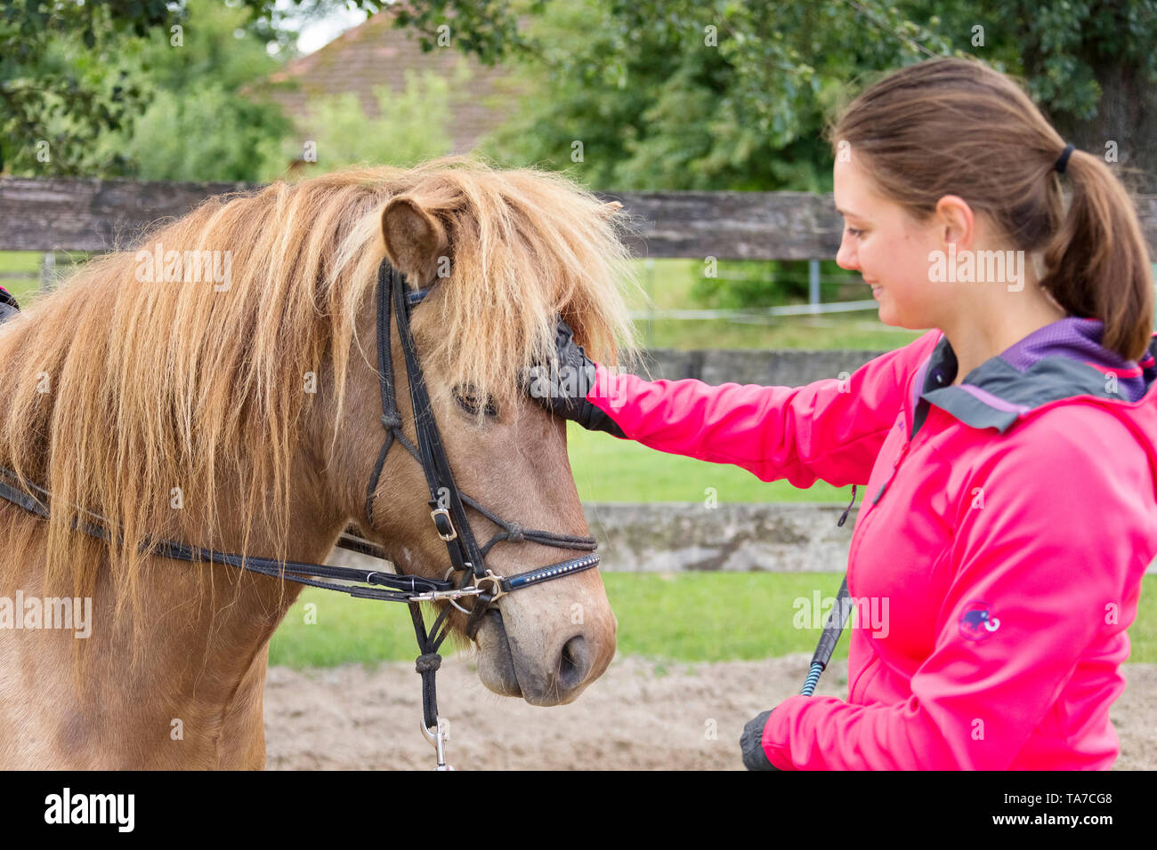 Icelandic Horse. Training of a young mare . It learns to accept bridle, saddle and rider. Austria Stock Photo