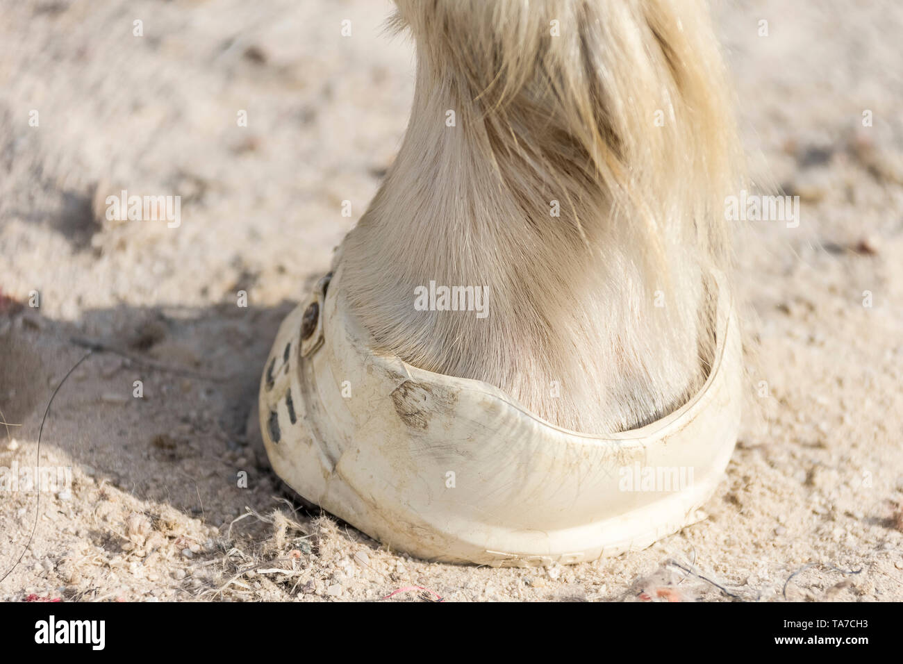Hoof of Icelandic Horse with hoof boot. Germany Stock Photo