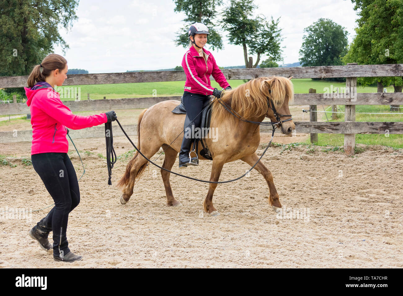 Icelandic Horse. Training of a young mare, bein longed. It learns to accept bridle, saddle and rider. Austria Stock Photo
