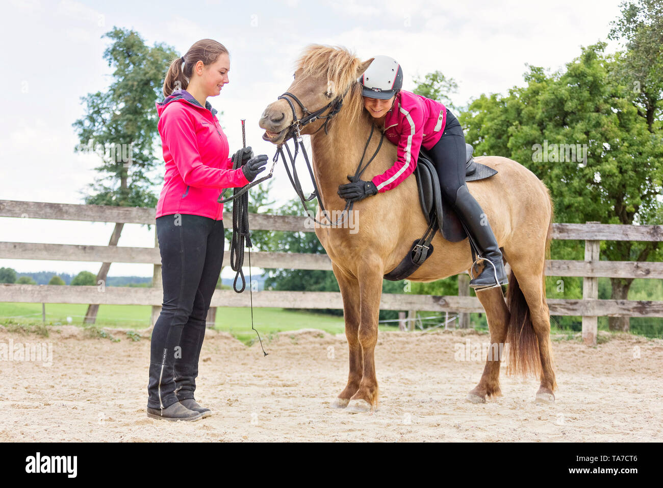 Icelandic Horse. Training of a young mare. It learns to accept bridle, saddle and rider. Austria Stock Photo