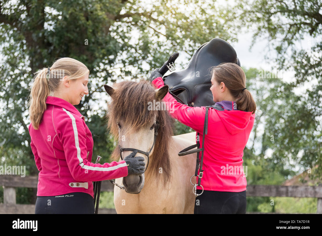 Icelandic Horse. Juvenile dun horse being trained to accept a saddle. Austria Stock Photo