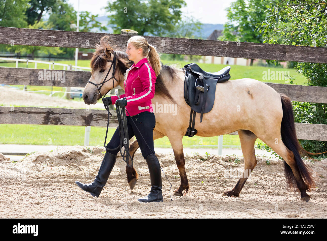 Icelandic Horse. Dun horse being taught to be lead with bridle and saddle. Stock Photo