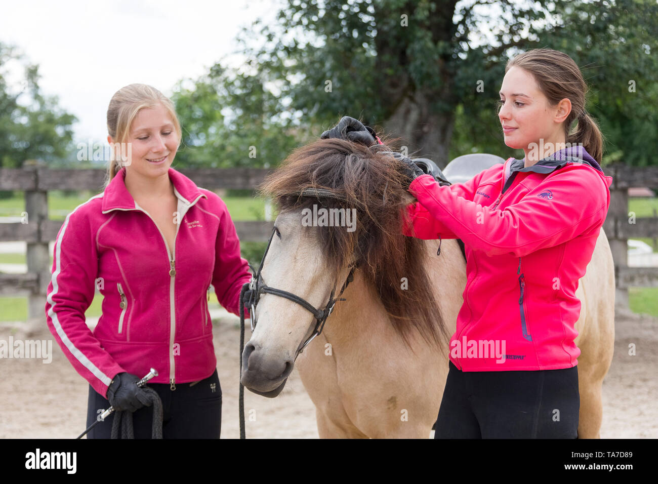 Icelandic Horse. Juvenile dun horse being trained to accept a bridle. Austria Stock Photo