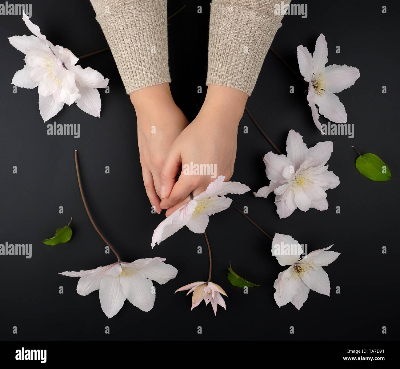bouquet of white clematis flowers and two female hands on a black background, top view. Hand care concept, spa and anti-aging treatments Stock Photo