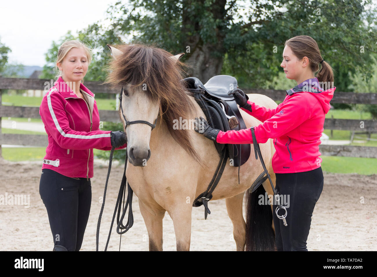 Icelandic Horse. Juvenile dun horse being trained to accept a saddle. Austria Stock Photo
