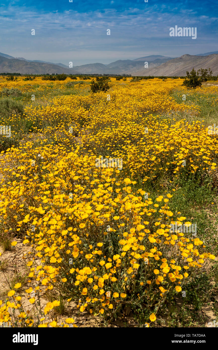 Desert gold wildflowers blooming in the AnzaBorrego State Park in the 2019 Superbloom