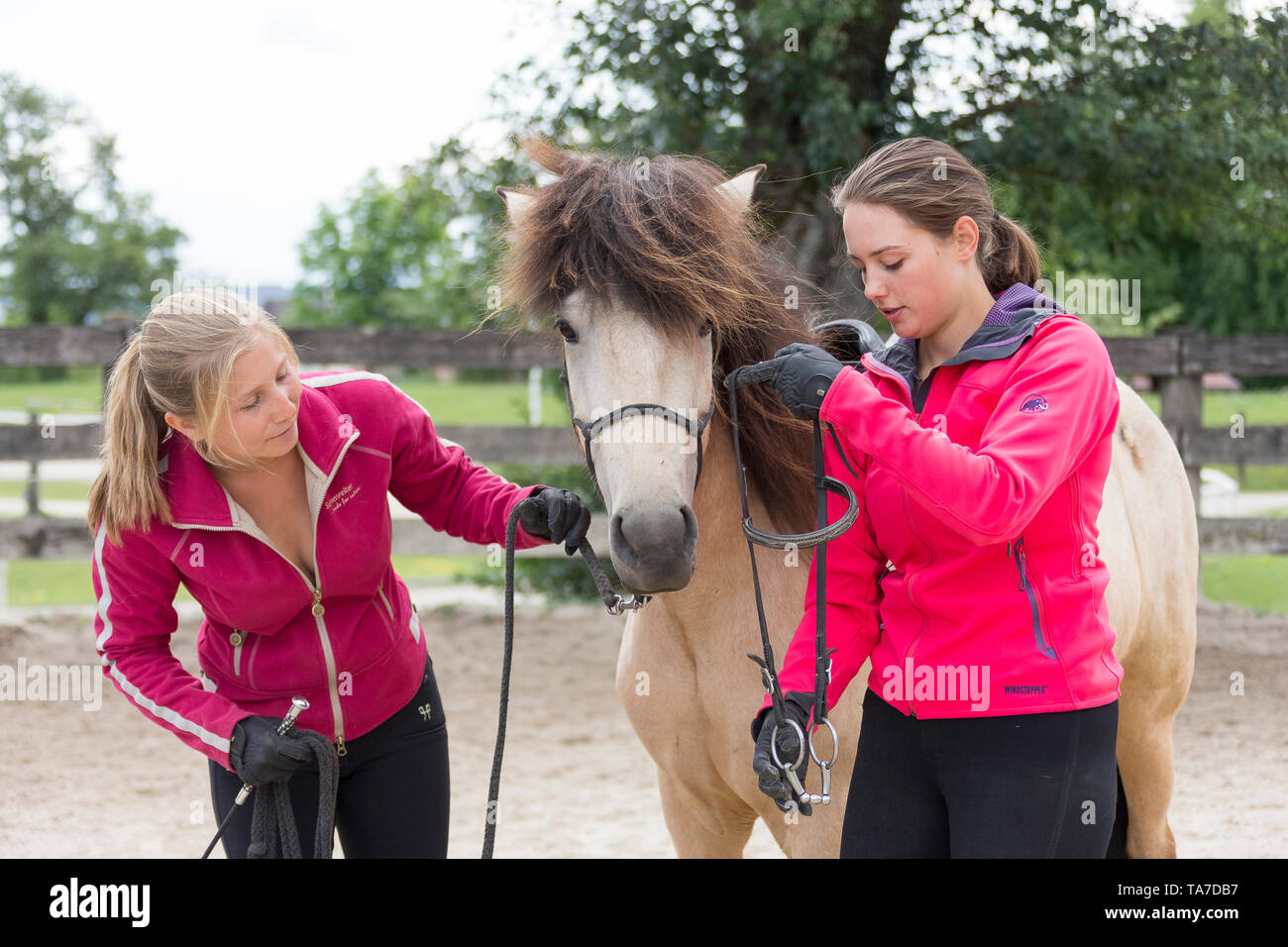 Icelandic Horse. Juvenile dun horse being trained to accept a bridle