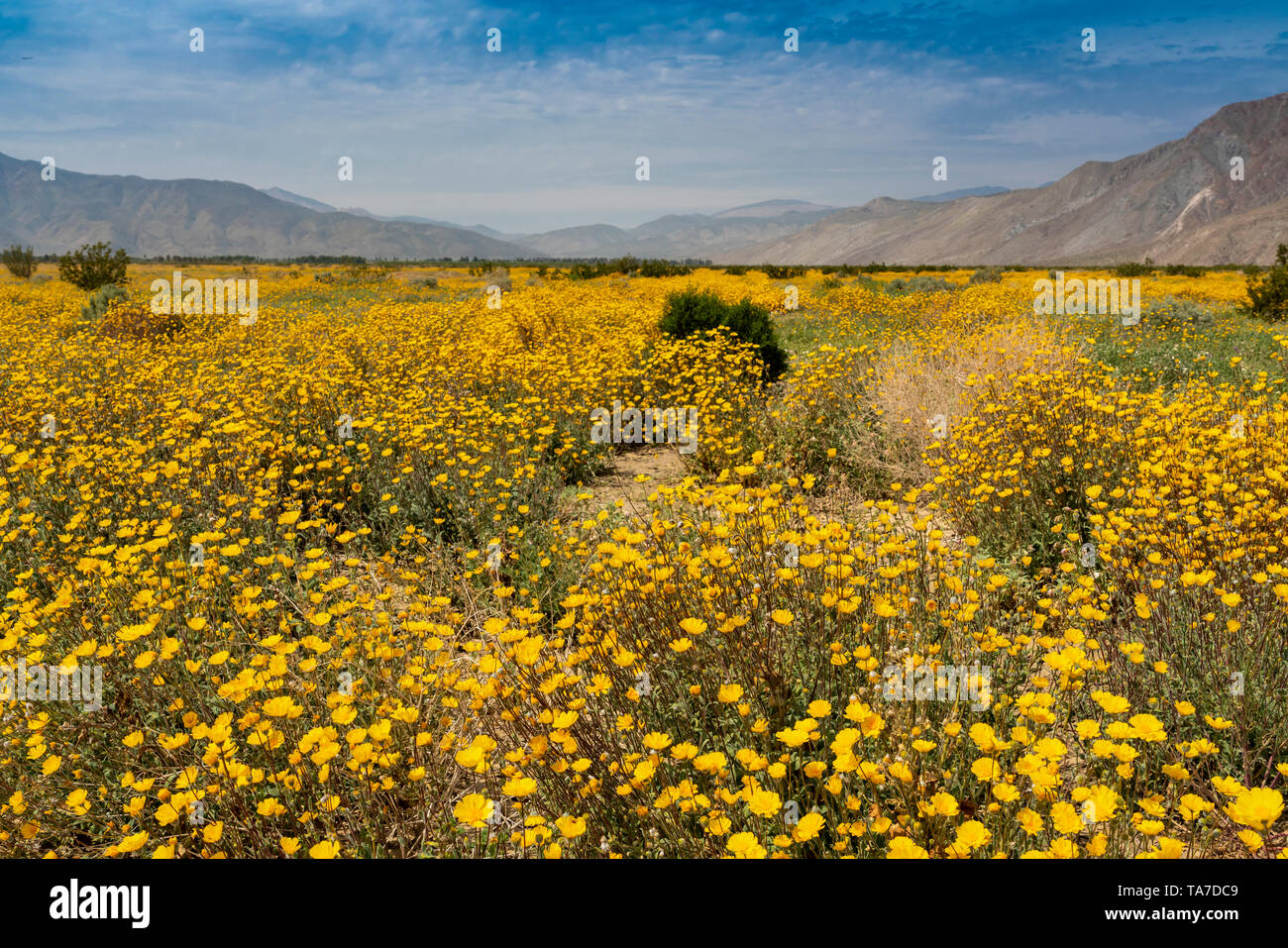 Desert gold wildflowers blooming in the AnzaBorrego State Park in the 2019 Superbloom