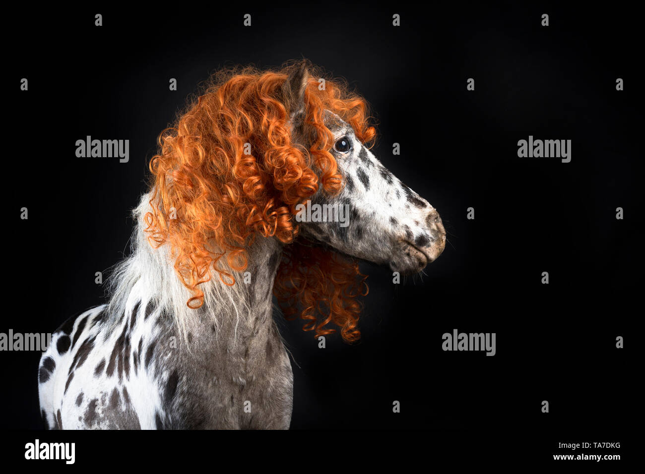 Miniature Appaloosa. Portrait of adult horse, wearing curly wig. Studio picture against a black background. Germany Stock Photo