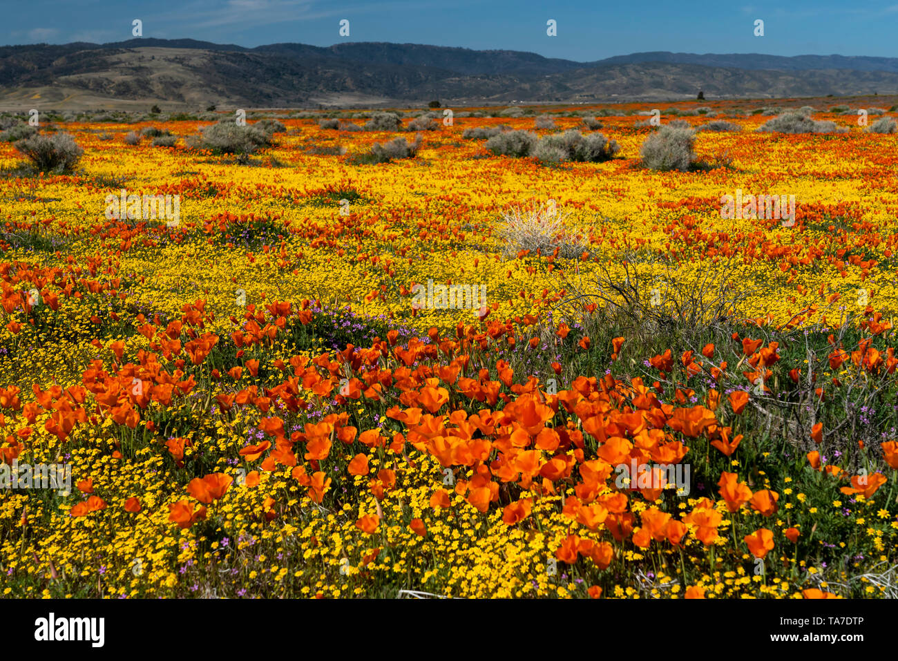 The hills and plains covered in wildflowers of the 2019 super bloom in