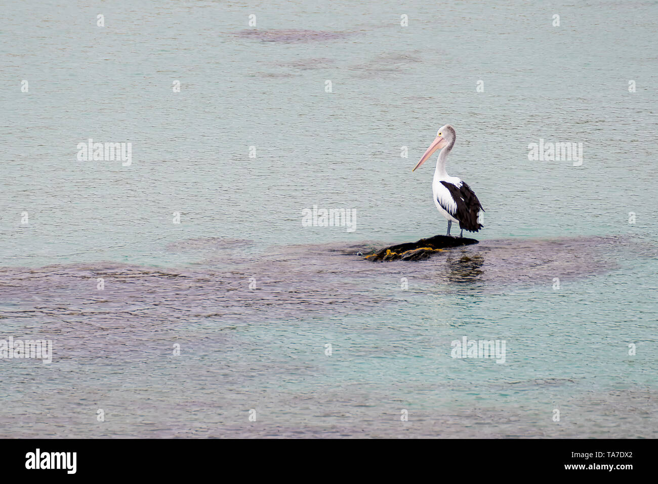 Beautiful solitary pelican on an isolated rock in the middle of the sea, Penneshaw, Kangaroo Island, Southern Australia Stock Photo