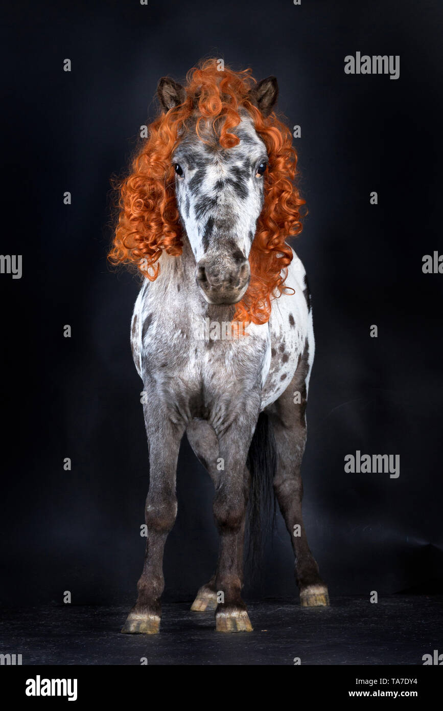 Miniature Appaloosa. Adult horse, wearing curly wig and tricorne hat standing. Studio picture against a black background. Germany Stock Photo