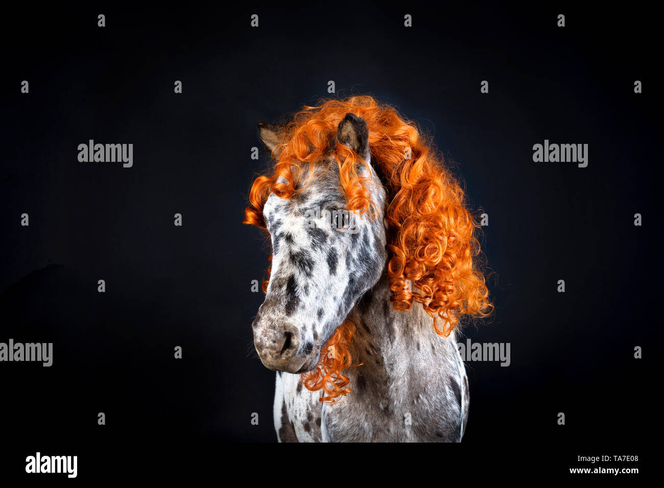 Miniature Appaloosa. Portrait of adult horse, wearing curly wig. Studio picture against a black background. Germany Stock Photo