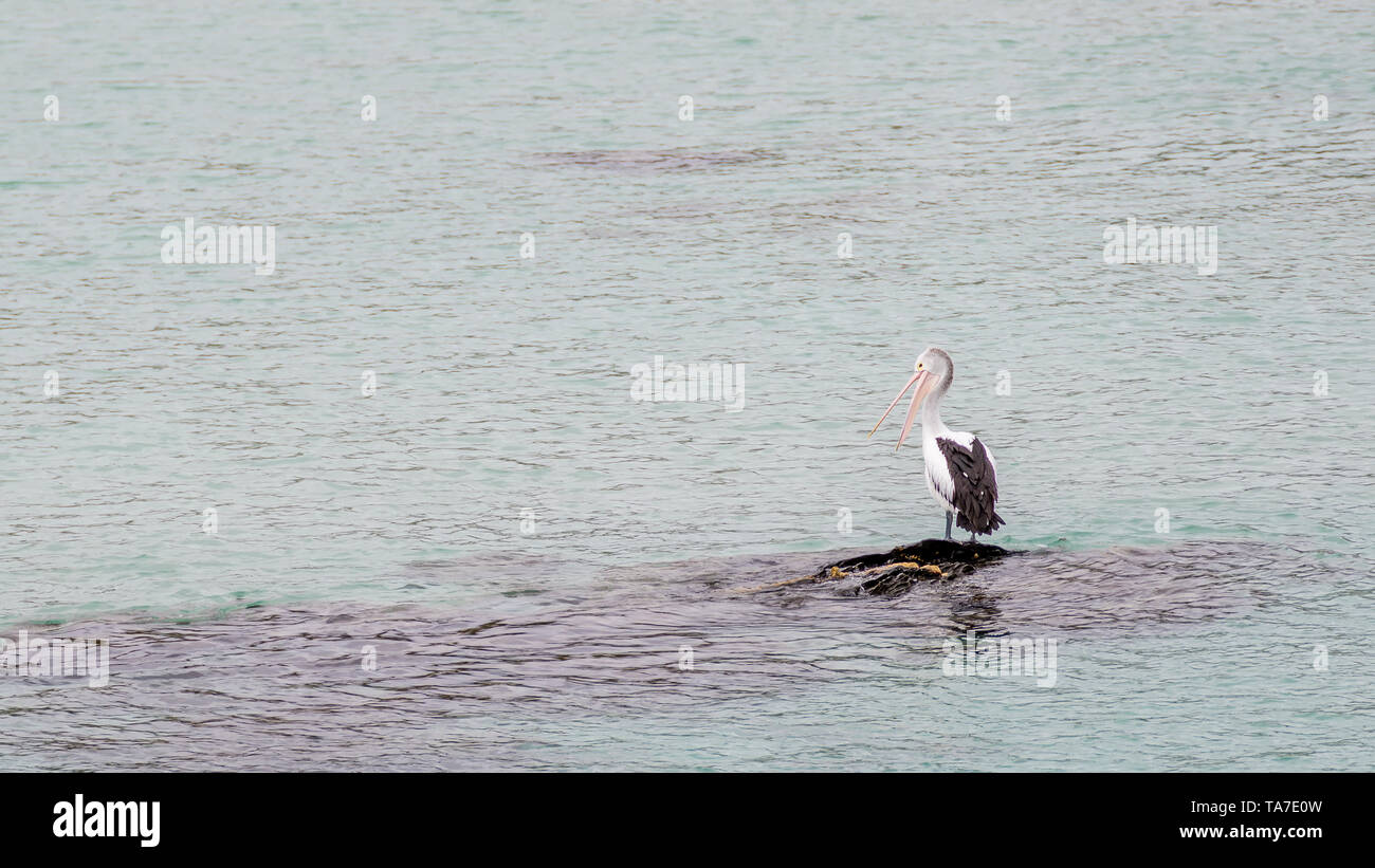 Beautiful solitary pelican with its beak open on an isolated rock in the middle of the sea, Penneshaw, Kangaroo Island, Southern Australia Stock Photo
