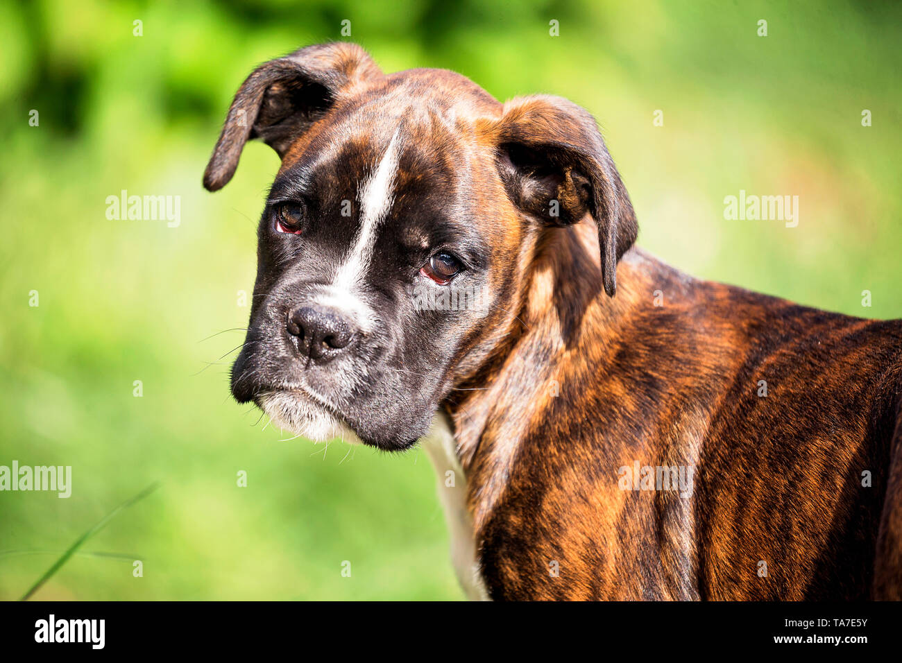 German Boxer. Portrait of a puppy. Germany Stock Photo