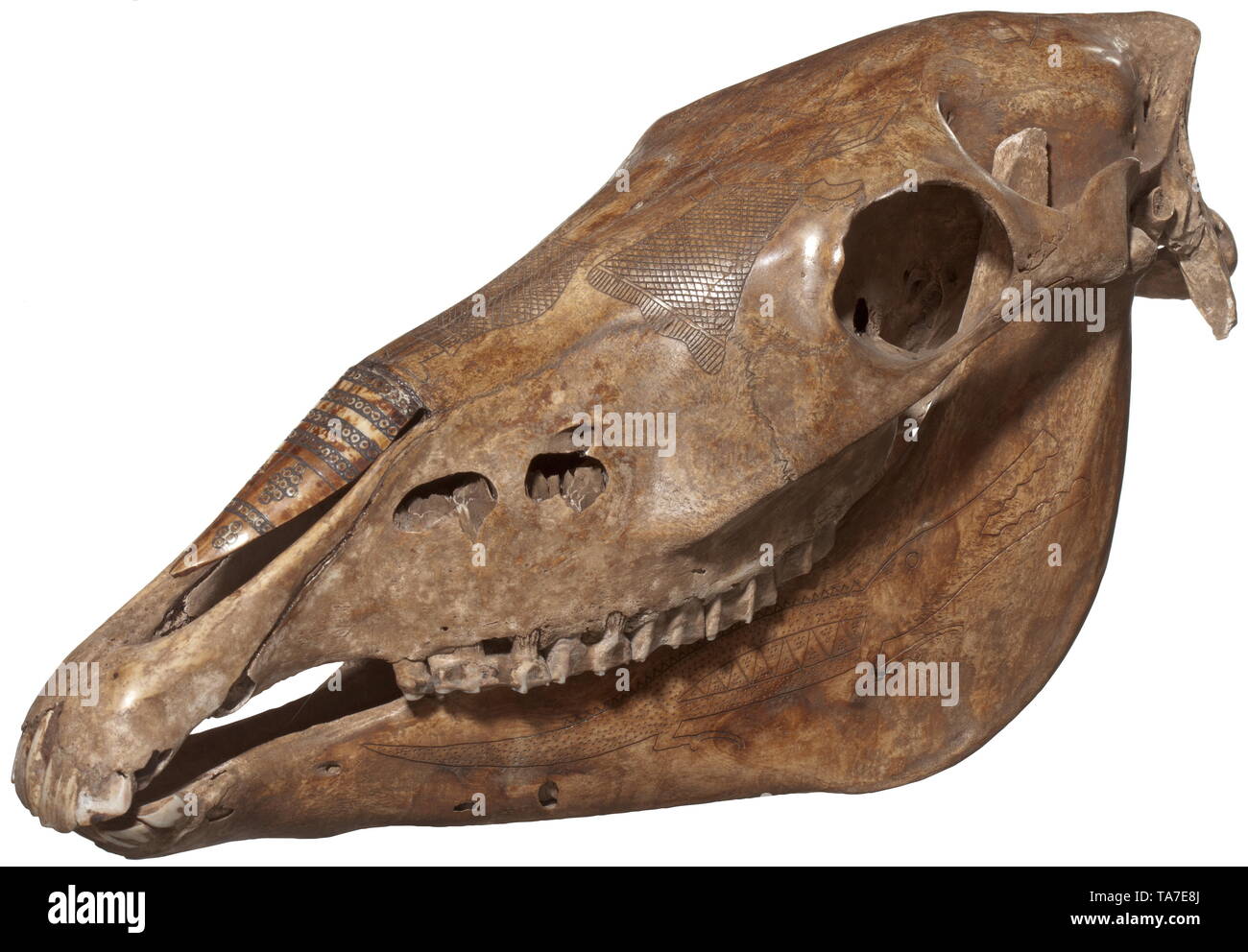 An engraved Timorese horse skull Patinated skull with profuse, finely engraved portrayal of reptiles, on the forehead human figure in orans position under a stylised house, the nasal opening with inserted and ornamentally engraved bone. Length 49 cm. historic, historical, Indonesian archipelago, Indonesia, Far East, Asia, Asian, ethnology, ethnicity, ethnic, tribal, object, objects, stills, clipping, clippings, cut out, cut-out, cut-outs, Additional-Rights-Clearance-Info-Not-Available Stock Photo