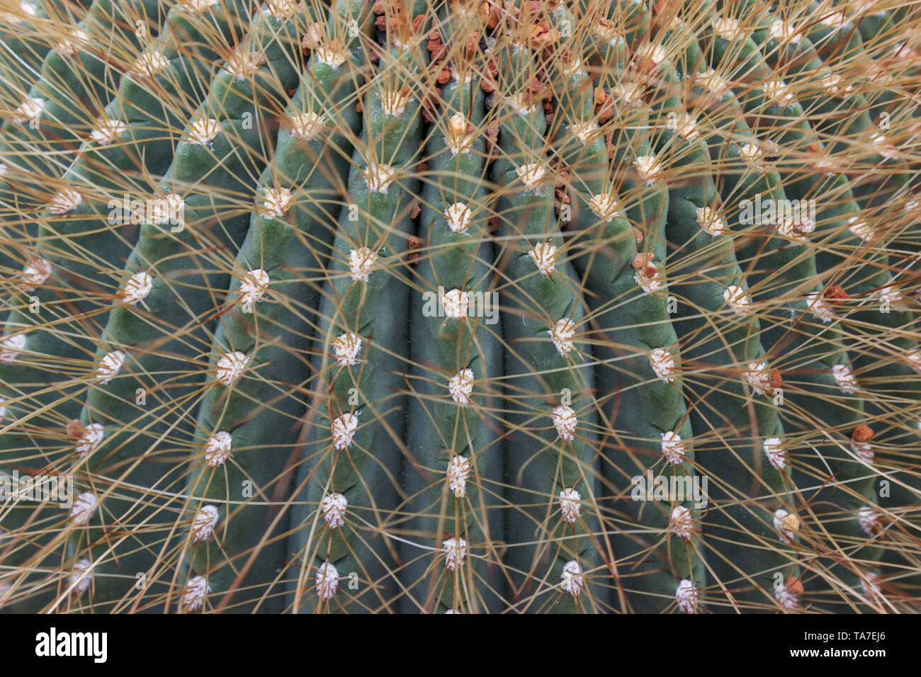 Detail of big cactus - aylostera steinmanni soehrensia formosa in botanical garden Stock Photo