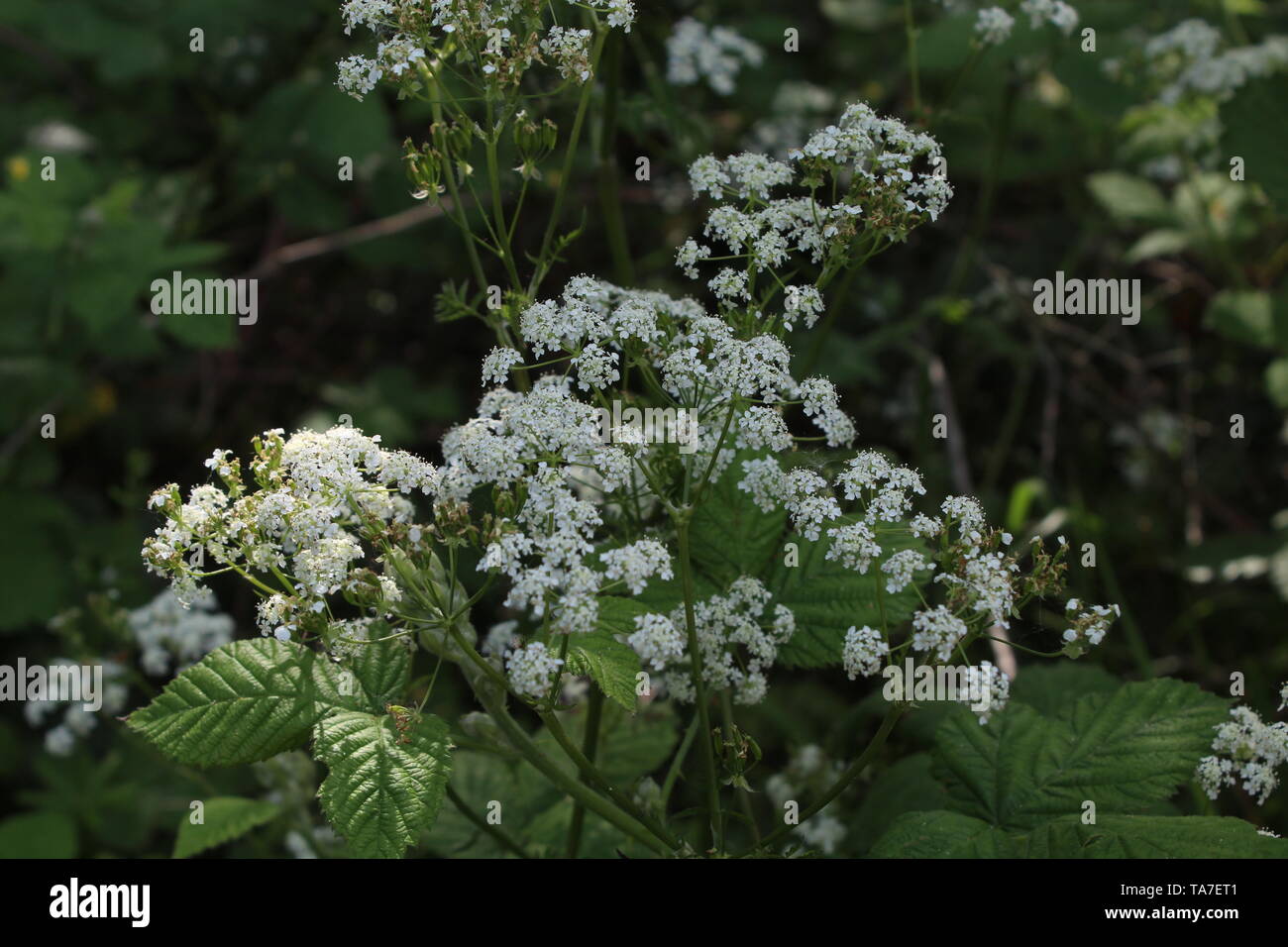 Beautiful white flowers growing among the weeds Stock Photo